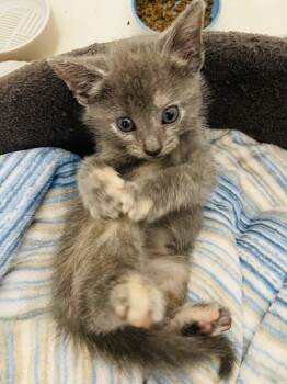 Yo-Yo -  Domestic Short Hair Cat for Adoption in Kirksville, Missouri - Yo-Yo | PetCurious