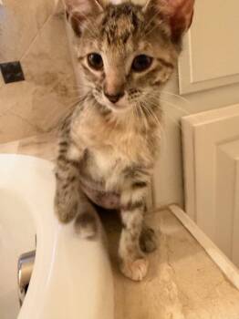 Domestic Short Hair Cats Available for Adoption in Dallas, Texas - Pho | PetCurious