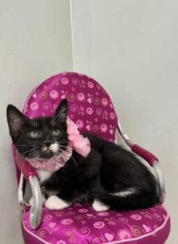 Domestic Short Hair Cats Available for Adoption in Picayune, Mississippi - Twist | PetCurious