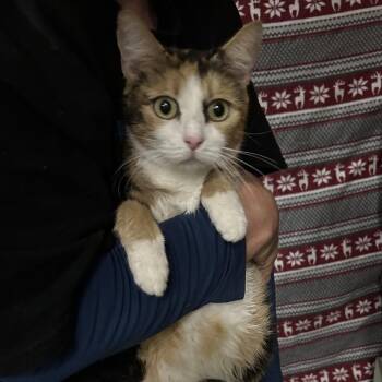 Michigan -  Domestic Short Hair Cat for Adoption in Hemet, California - Michigan | PetCurious