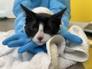 Pixie -  Domestic Short Hair Cat for Adoption in Raleigh, North Carolina - Pixie | PetCurious