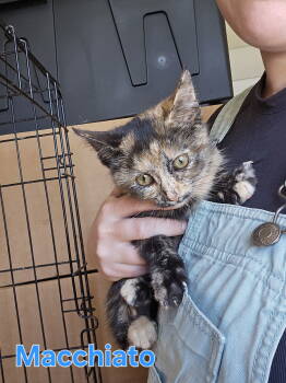 Rescue Domestic Short Hair and Tortoiseshell Cats for Adoption in Morehead, Kentucky - Macchiato | PetCurious
