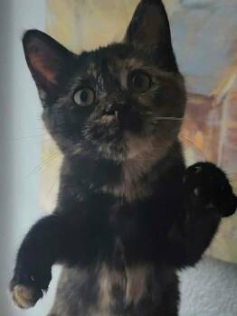 Tortoiseshell Cats Available for Adoption in Mansfield, Texas - Marigold | PetCurious
