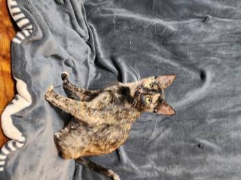 Rescue Domestic Short Hair Cats for Adoption in Mountain Home, Arkansas - Amber | PetCurious