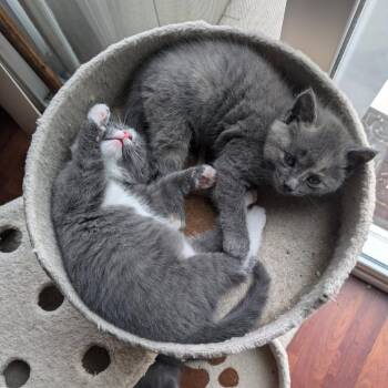 Domestic Medium Hair Cats Available for Adoption - Mick (Michelob) | PetCurious