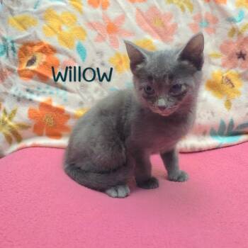 Willow -  Domestic Short Hair Cat for Adoption in Parkersburg, West Virginia - Willow | PetCurious