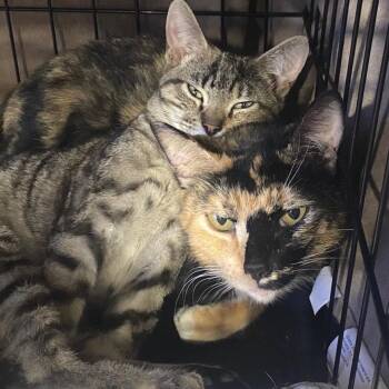 Domestic Short Hair Cats Available for Adoption - Penny | PetCurious