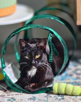 Soul -  Domestic Short Hair Cat for Adoption in Vallejo, California - Soul | PetCurious