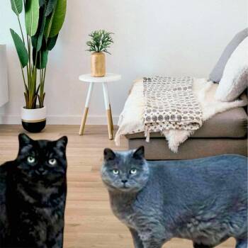 Rescue Domestic Short Hair Cats for Adoption in Gladstone, Oregon - Miles & Oreo (Bonded Brothers) | PetCurious