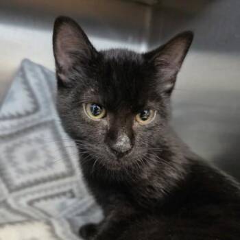 Domestic Short Hair Cats Available for Adoption in Beatrice, Nebraska - Cal | PetCurious
