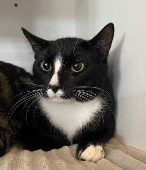Odie -  Domestic Short Hair Cat for Adoption in Hyde Park, New York - Odie | PetCurious