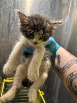 Domestic Medium Hair Cats Available for Adoption in San Antonio, Texas - AANG | PetCurious