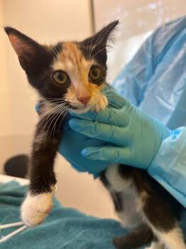 Wasabi -  Domestic Short Hair Cat for Adoption in Raleigh, North Carolina - Wasabi | PetCurious