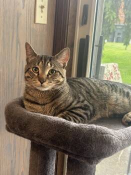 Cheesesteak -  Domestic Short Hair Cat for Adoption in Greenwich Township, New Jersey - Cheesesteak | PetCurious