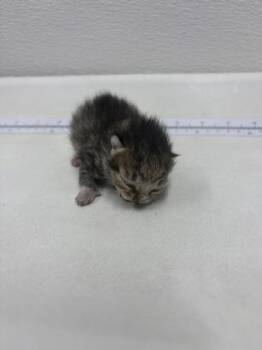 Kiwi -  Domestic Short Hair Cat for Adoption in West Chester, Pennsylvania - Kiwi | PetCurious
