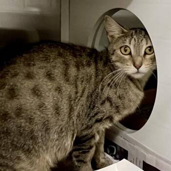 DIXIE -  Domestic Short Hair Cat for Adoption in St. Louis, Missouri - DIXIE | PetCurious