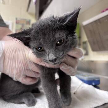 Slinky -  Domestic Short Hair Cat for Adoption in Asheville, North Carolina - Slinky | PetCurious