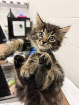 MILAGRO -  Domestic Short Hair Cat for Adoption in Derwood, Maryland - MILAGRO | PetCurious