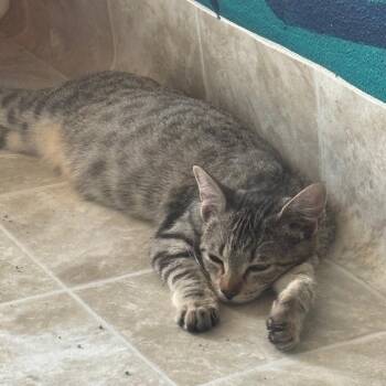 Fritz -  Domestic Short Hair Cat for Adoption in Midland, Texas - Fritz | PetCurious