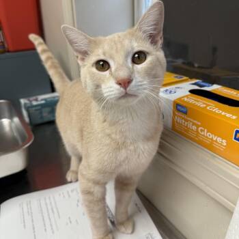 TUSC-Stray-86007 -  Domestic Short Hair Cat for Adoption in Tuscaloosa, Alabama - TUSC-Stray-86007 | PetCurious