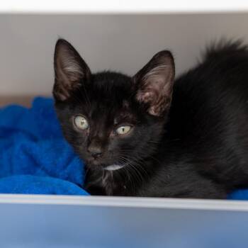 Kirk -  Domestic Short Hair Cat for Adoption in New York, New York - Kirk | PetCurious