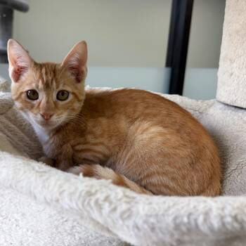 McRib -  Domestic Short Hair Cat for Adoption in Gainesville, Florida - McRib | PetCurious