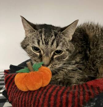 Charlene (bonded to Emory) -  Tabby and Domestic Short Hair Cat for Adoption in Dublin, Ohio - Charlene (bonded To Emory) | PetCurious