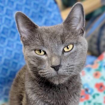 Champagne -  Domestic Short Hair Cat Available for Adoption in Griswold, Connecticut - Champagne | PetCurious