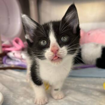 Domestic Short Hair Cats Available for Adoption in West Palm Beach, Florida - Newt | PetCurious