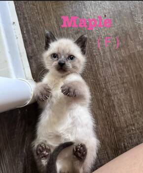 Siamese Cats Available for Adoption in Enfield, Connecticut - Maple & Ivy Bonded Sisters | PetCurious