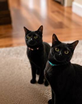 Domestic Short Hair Cats Available for Adoption in Brookings, Oregon - Ruby | PetCurious