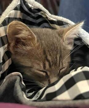 Angel -  Domestic Short Hair Cat for Adoption in Savannah, Georgia - Angel | PetCurious