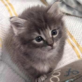 Kaz -  Tabby Cat for Adoption in Trophy Club, Texas - Kaz | PetCurious