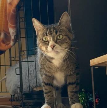 Tabby Cats Available for Adoption - Gigi | PetCurious