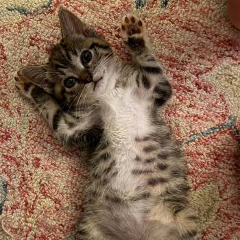 Pooh -  Domestic Short Hair Cat for Adoption in Los Angeles, California - Pooh | PetCurious
