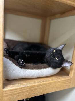 Domestic Short Hair Cats Available for Adoption in Myerstown, Pennsylvania - Darwin | PetCurious