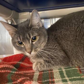 Domestic Short Hair Cats Available for Adoption - Softie | PetCurious