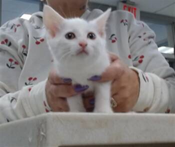 Domestic Medium Hair Cats Available for Adoption in Oklahoma City, Oklahoma - A473598 | PetCurious