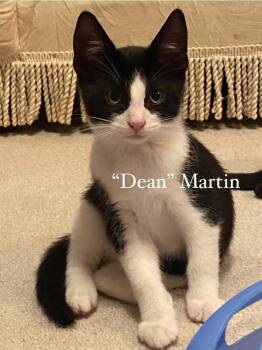 Rescue Domestic Short Hair Cats for Adoption in Washington Township, New Jersey - Dean | PetCurious