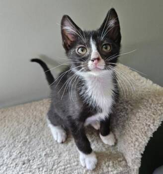 Pesto -  Domestic Short Hair Cat for Adoption in Verona, Wisconsin - Pesto | PetCurious