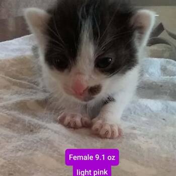 Domestic Short Hair Cats Available for Adoption in Brevard, North Carolina - Georgette | PetCurious