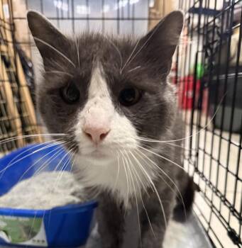 Pierogi -  Domestic Short Hair and Tuxedo Cat for Adoption in New York, New York - Pierogi | PetCurious