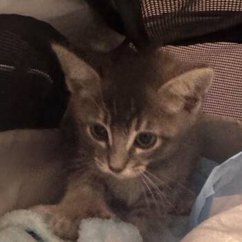 Domestic Short Hair Cats Available for Adoption in Lakewood, California - Sue Bird | PetCurious