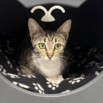 Kimmie -  Domestic Short Hair Cat for Adoption in West Palm Beach, Florida - Kimmie | PetCurious