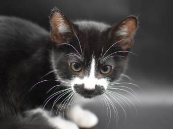 Orlando -  Domestic Short Hair Cat for Adoption in Portland, Oregon - Orlando | PetCurious