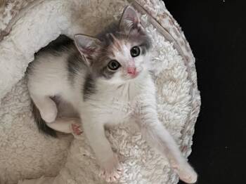 Flea -  Calico Cat for Adoption in Lindenhurst, New York - Flea | PetCurious