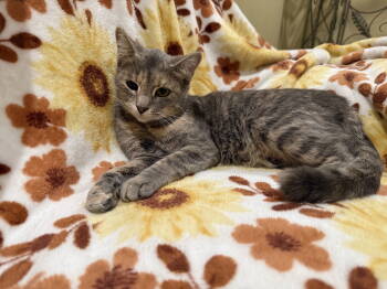 Rescue Domestic Short Hair Cats for Adoption in Rustburg, Virginia - Molly: Not At The Shelter (Faith) Available 11/15 | PetCurious