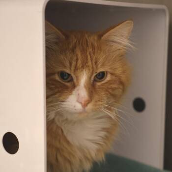 Domestic Medium Hair Cats Available for Adoption in Briarcliff Manor, New York - Gizmo | PetCurious