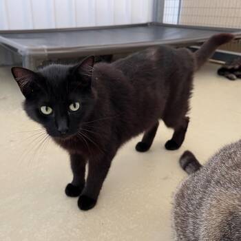 Rescue Bombay and Domestic Short Hair Cats for Adoption in Clarksville, Virginia - Shanti | PetCurious