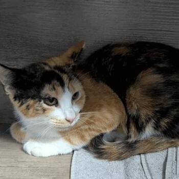 Silo -  Domestic Short Hair Cat for Adoption in New York, New York - Silo | PetCurious